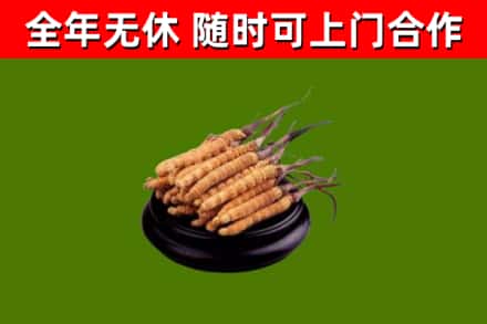 万荣县回收散虫草